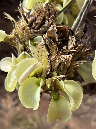 Erythrina sandwicensis observed 2025-09-04