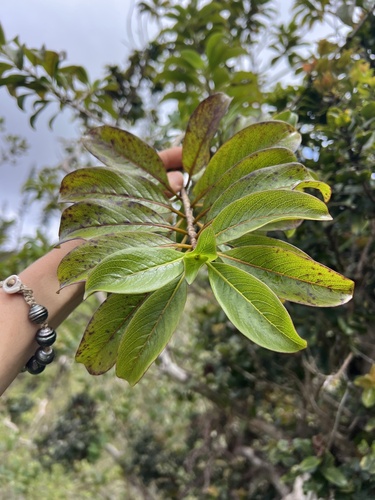 Coprosma pubens observed 2025-09-02