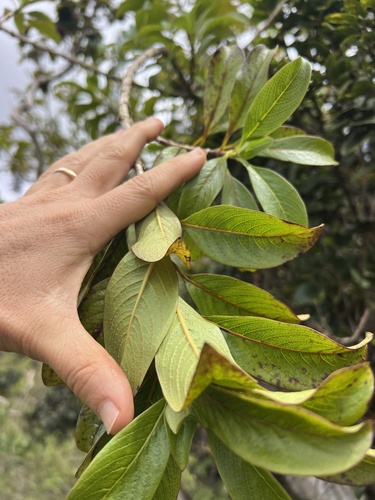 Coprosma pubens