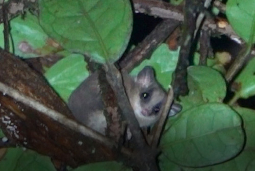 Long-tailed Pygmy Possum (Cercartetus caudatus)