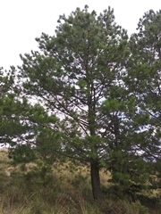 Pinus greggii