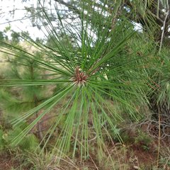 Pinus greggii