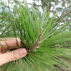 Pinus greggii