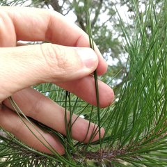 Pinus greggii