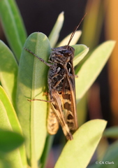 Oedaleus abruptus