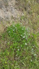 Scaevola albida