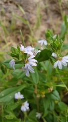Scaevola albida