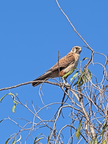 Brown Falcon