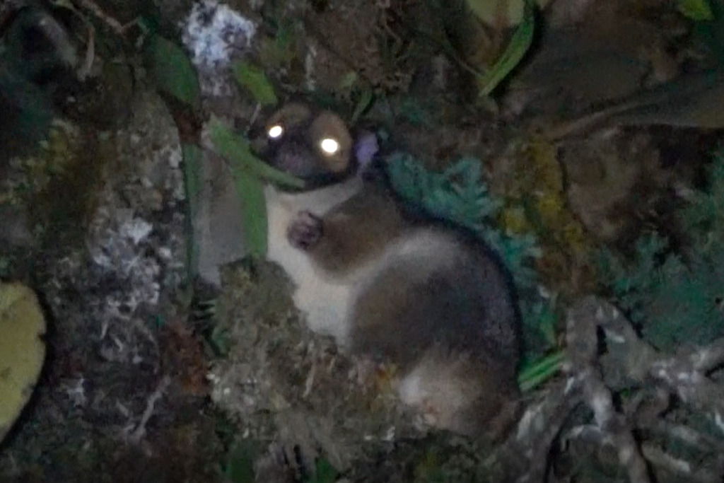 Masked Ringtail