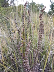 Astrolepis crassifolia