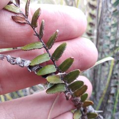Astrolepis crassifolia