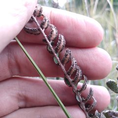 Astrolepis crassifolia