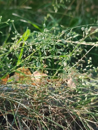 Poa angustifolia, photograph 5