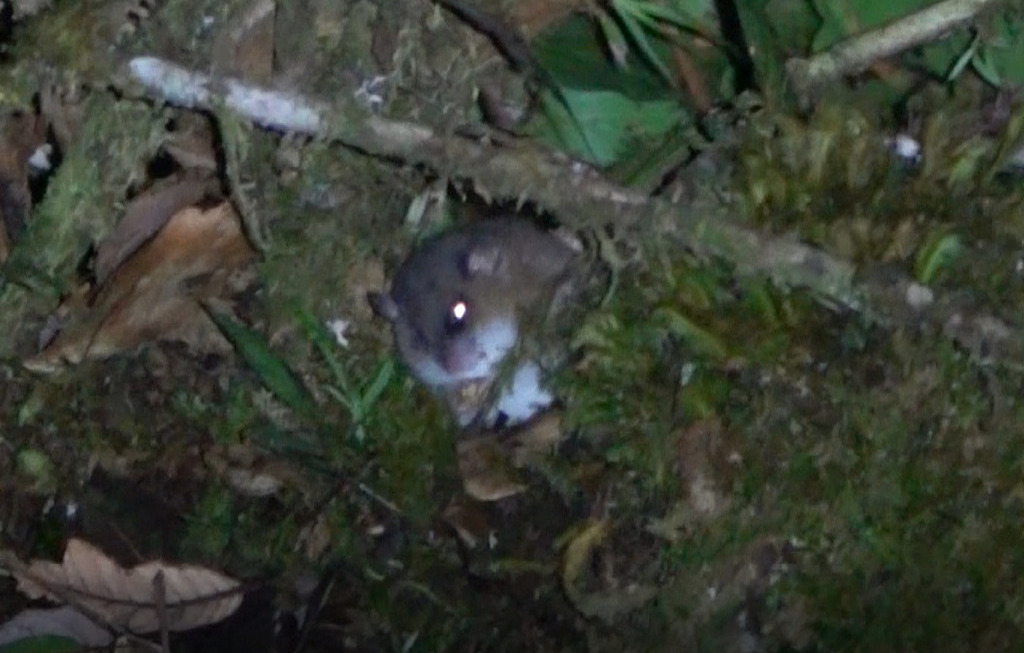 Gray-bellied Tree Mouse