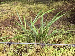 Dianella nigra