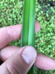 Dianella nigra