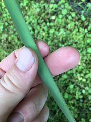 Dianella nigra