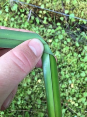Dianella nigra