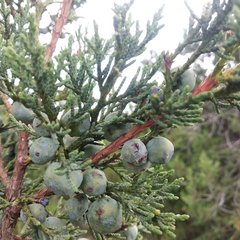 Juniperus deppeana deppeana