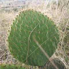 Opuntia huajuapensis