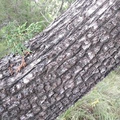 Juniperus deppeana deppeana