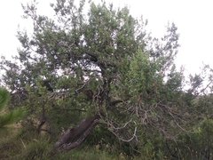 Juniperus deppeana deppeana