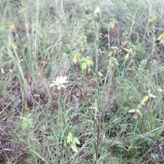 Symphyotrichum moranense