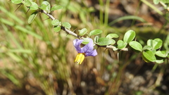 Solanum elachophyllum