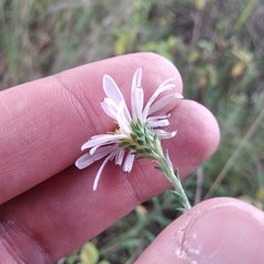 Symphyotrichum moranense