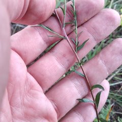 Symphyotrichum moranense