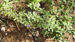 Solanum elachophyllum