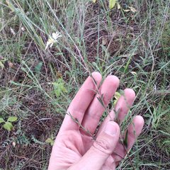 Symphyotrichum moranense