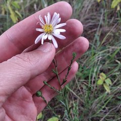 Symphyotrichum moranense