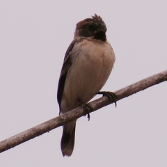 Sporophila telasco
