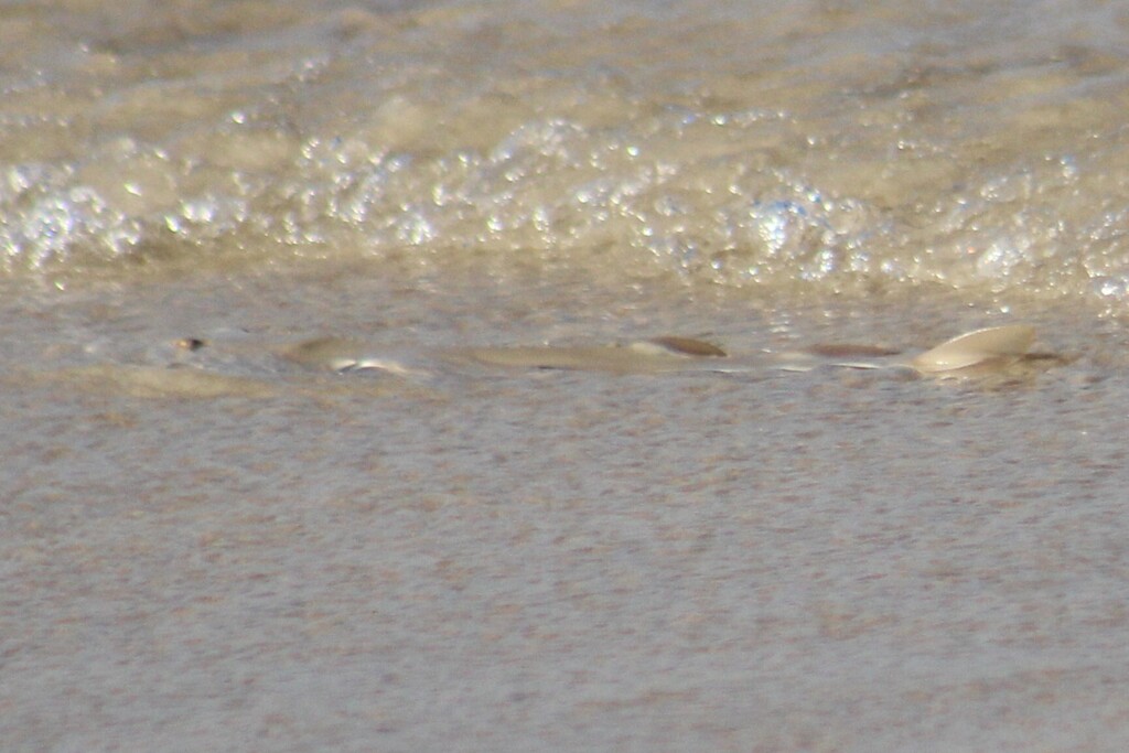 Guitarfish resting on pale rippled sand, seen from above
