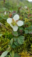 Rubus nepalensis