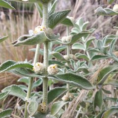 Buddleja perfoliata