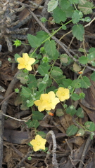 Abutilon otocarpum