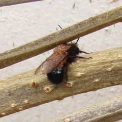 Osmia lignaria lignaria