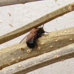 Osmia lignaria lignaria