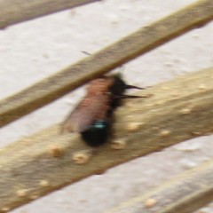 Osmia lignaria lignaria