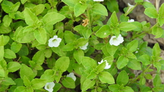 Dipteracanthus australasicus corynothecus