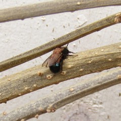Osmia lignaria lignaria