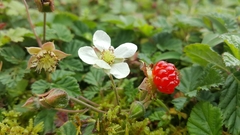 Rubus nepalensis
