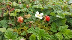 Rubus nepalensis
