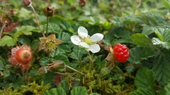 Rubus nepalensis