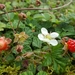 Rubus nepalensis - Photo (c) T. Abe Lloyd,  זכויות יוצרים חלקיות (CC BY-NC), הועלה על ידי T. Abe Lloyd