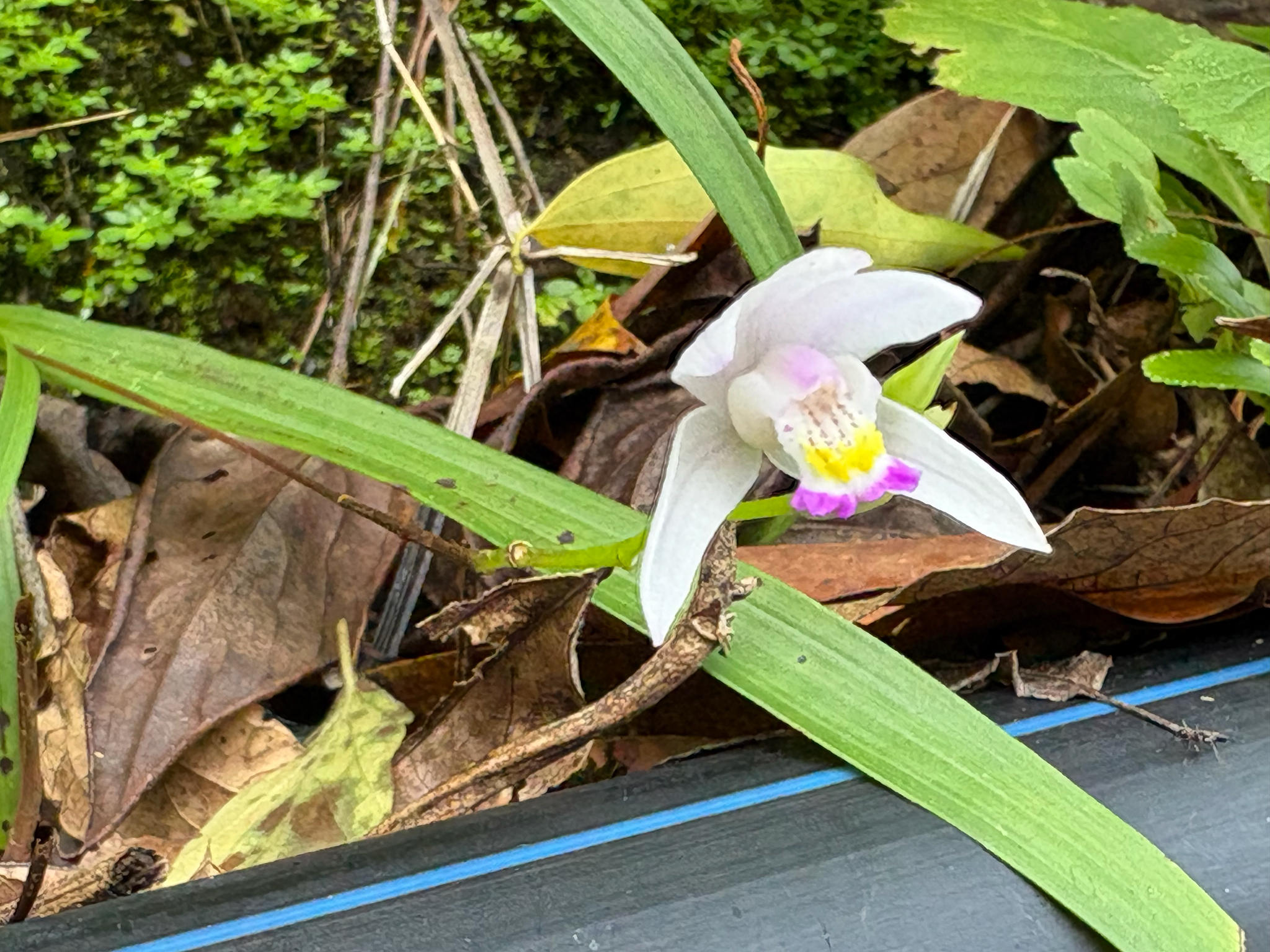 Taiwan Ground Orchid (Bletilla formosana)