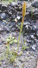 Equisetum diffusum