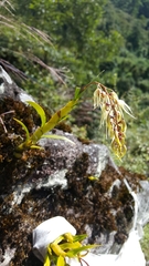 Dendrobium denudans